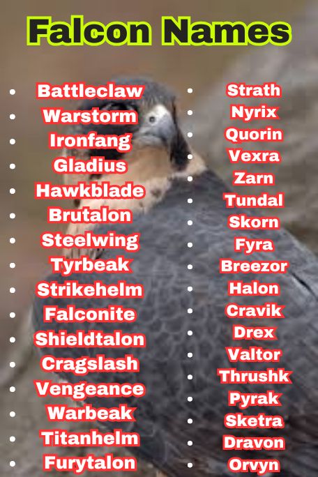 1200+ Falcon Names Ideas: Cool, Funny, Cute & Unique