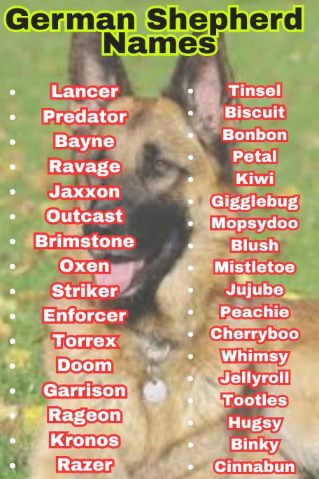 1100+ German Shepherd Names: Strong, Loyal & Funny