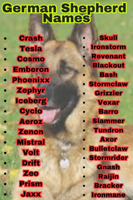 1100+ German Shepherd Names: Strong, Loyal & Funny