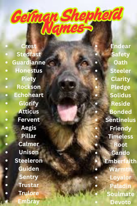 1100+ German Shepherd Names: Strong, Loyal & Funny