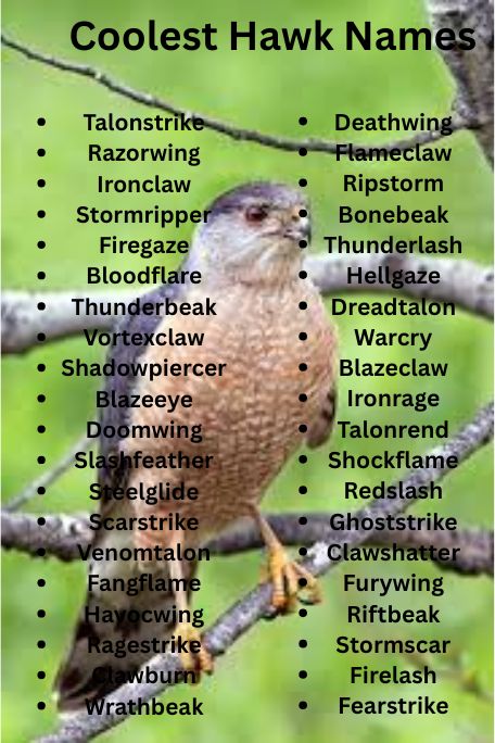 1100+ Coolest Hawk Names for Majestic Birds Revealed