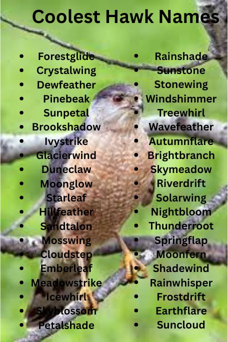 1100+ Coolest Hawk Names for Majestic Birds Revealed