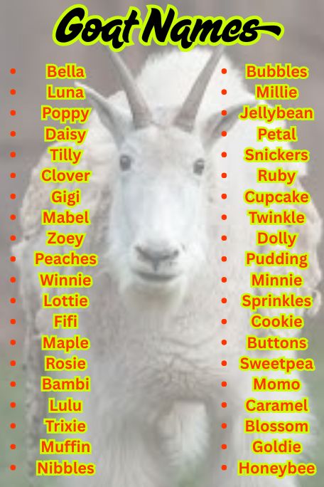 1000+ Trending Goat Names: Cute & Hilarious Ideas