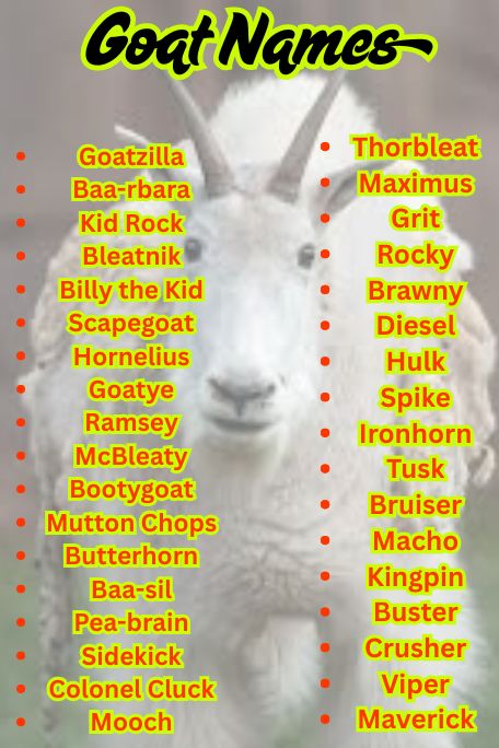1000+ Trending Goat Names: Cute & Hilarious Ideas