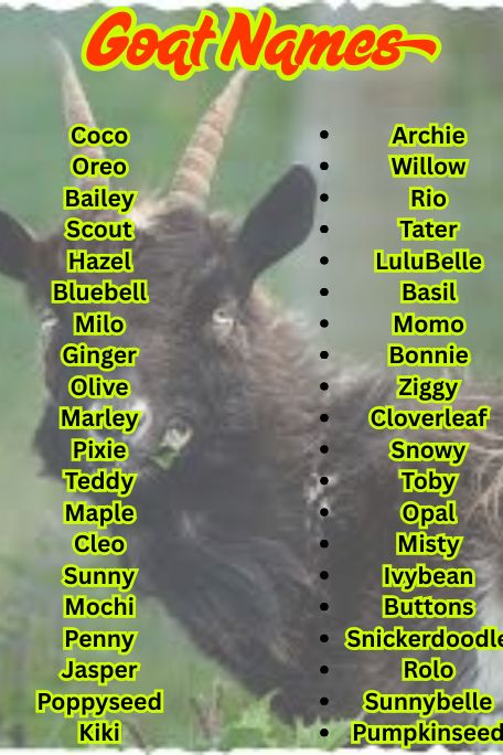 1000+ Trending Goat Names: Cute & Hilarious Ideas