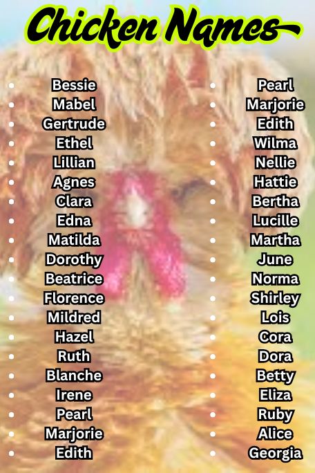 1000+ Catchy Chicken Names Ideas for Your Flock 
