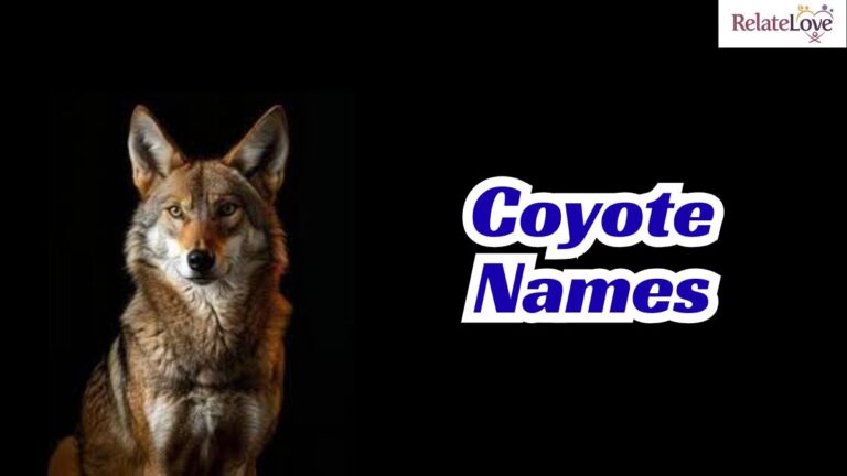 700+ Coyote Names for Wild, Unique & Strong Vibes 700+ Coyote Names for Wild, Unique & Strong Vibes