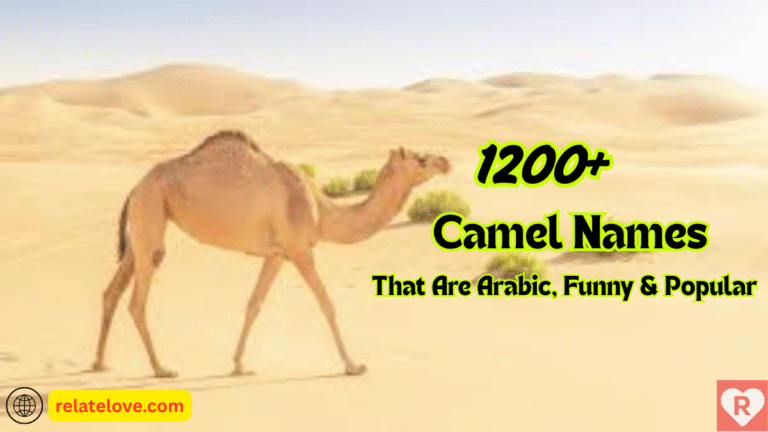 1200+ Camel Names That Are Arabic, Funny & Popular