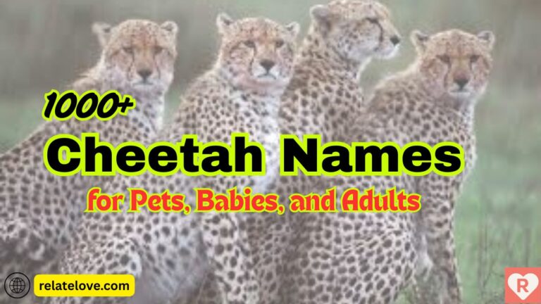 1000+ Cheetah Names for Pets, Babies, and Adults