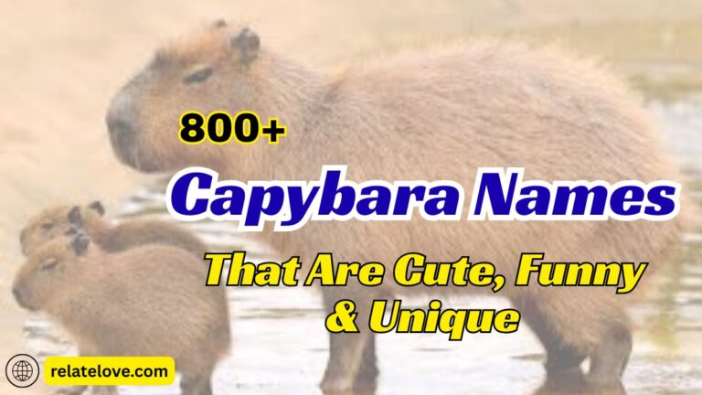 800+ Capybara Names That Are Cute, Funny & Unique