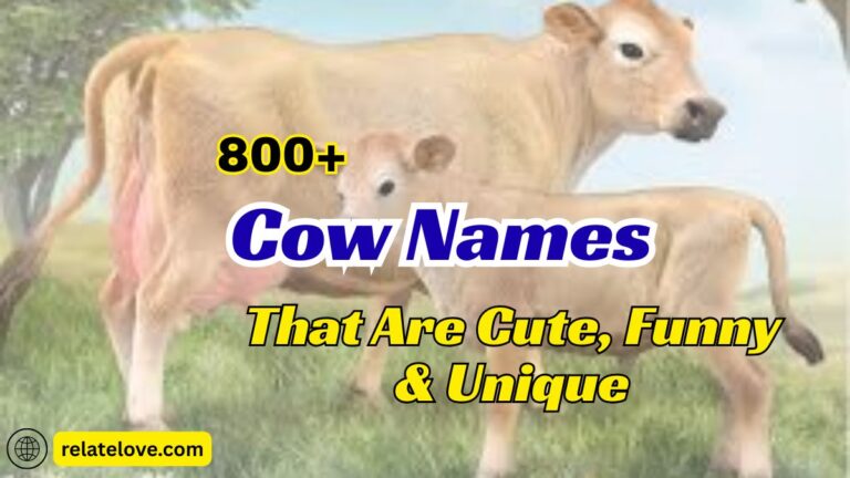 800+ Cow Names That Are Cute, Funny, and Unique