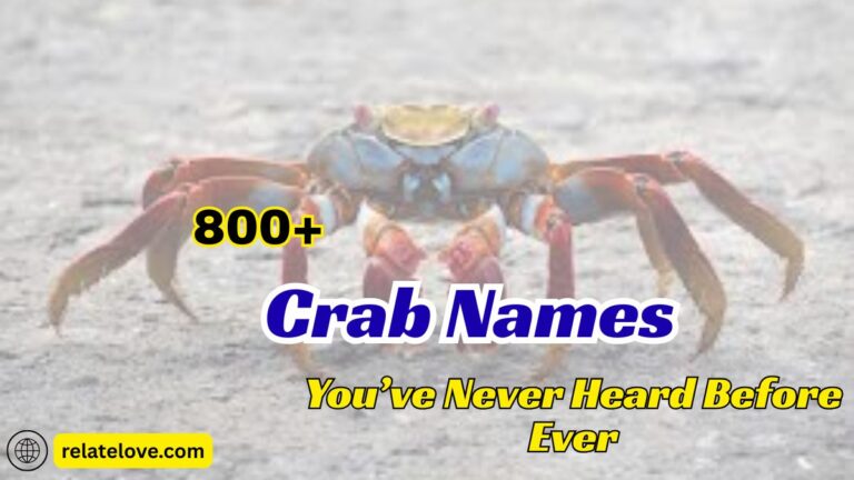 800+ Crab Names You’ve Never Heard Before Ever