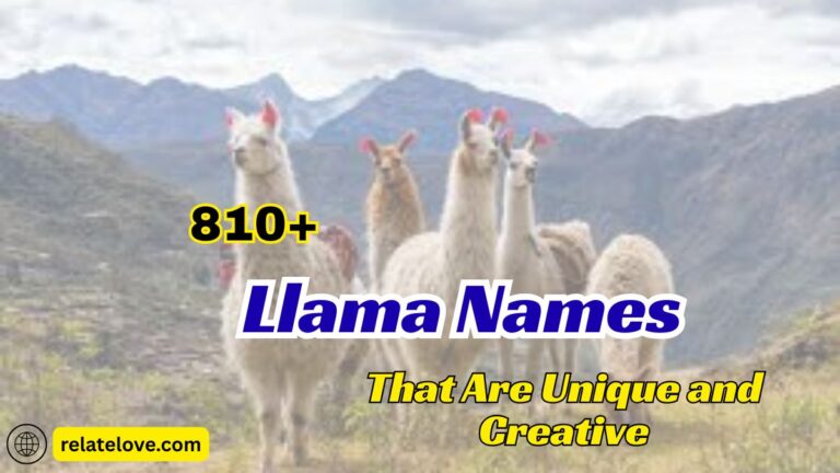 810+ Llama Names That Are Unique and Creative