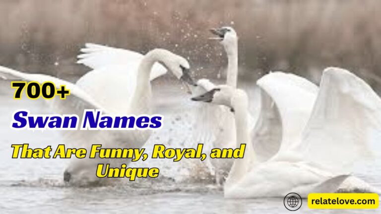 800+ Swan Names That Are Funny, Royal, and Unique