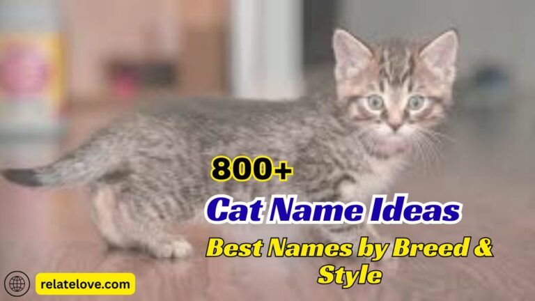 800+ Cat Name Ideas: Best Names by Breed & Style