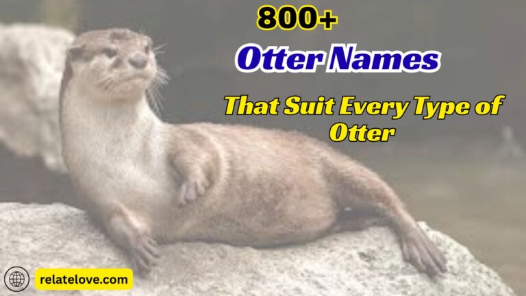 800+ Otter Names That Suit Every Type of Otter