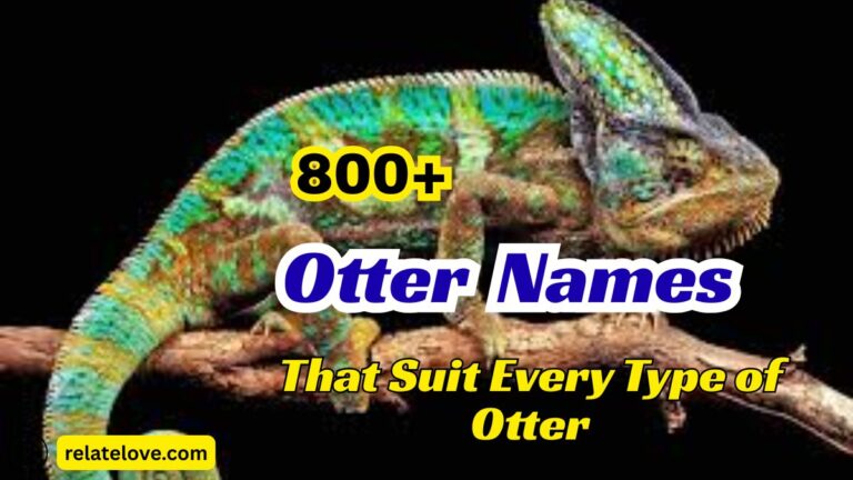 800+ Chameleon Names That Are Funny and Cute
