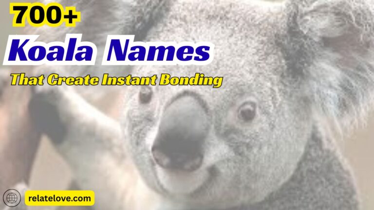 700+ Koala Names That Create Instant Bonding