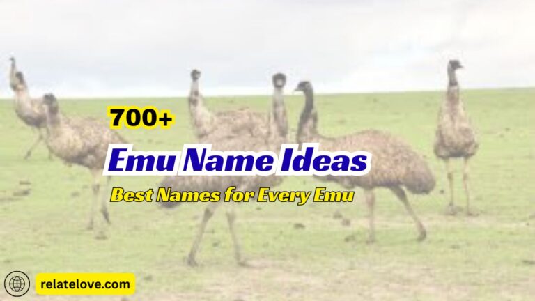 700+ Emu Name Ideas: Best Names for Every Emu