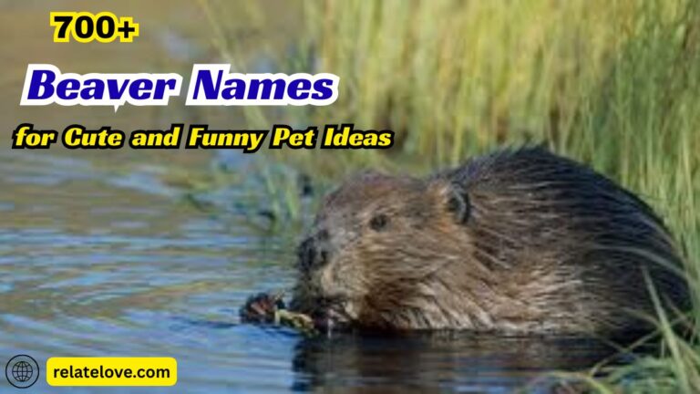 700+ Beaver Names for Cute and Funny Pet Ideas