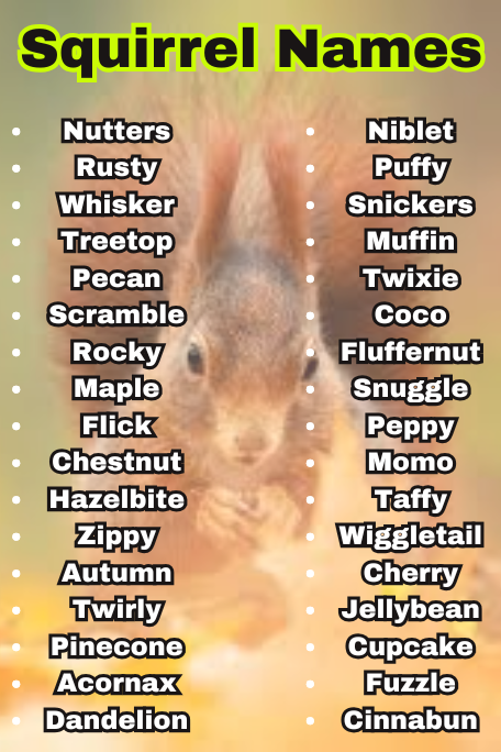 1000+ Squirrel Names for Pets, Babies & More Ideas