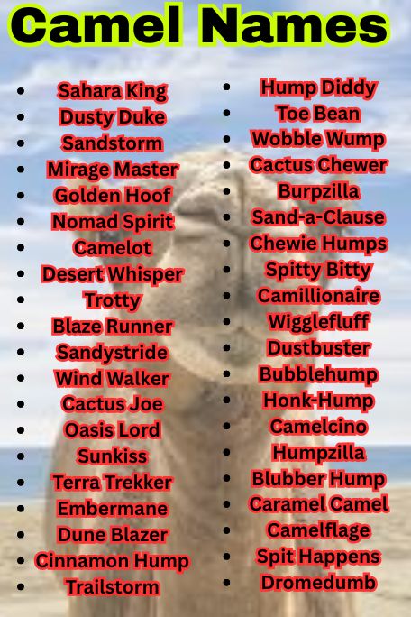 1200+ Camel Names That Are Arabic, Funny & Popular