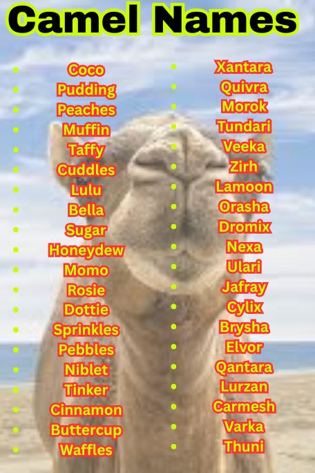 1200+ Camel Names That Are Arabic, Funny & Popular