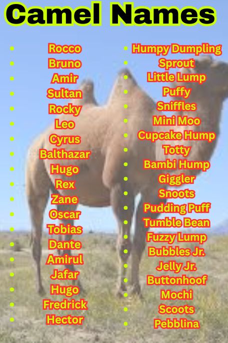 1200+ Camel Names That Are Arabic, Funny & Popular