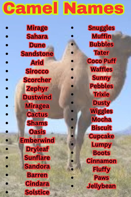 1200+ Camel Names That Are Arabic, Funny & Popular