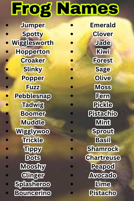 1200+ Frog Names That Are Cute, Funny & Unique