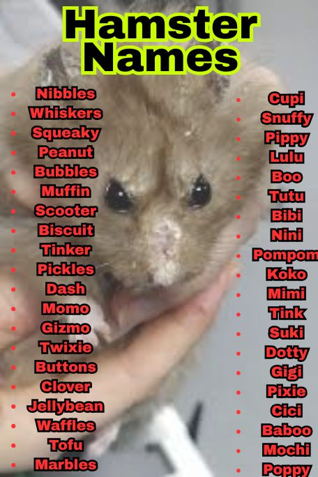 1200+ Hamster Names That Are Cute, Funny & Unique 