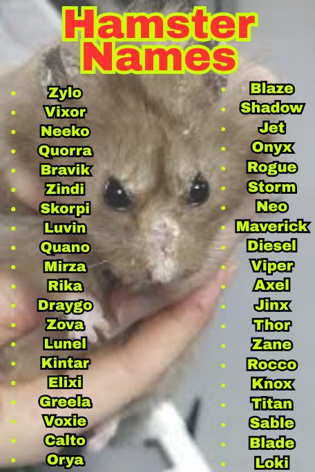 1200+ Hamster Names That Are Cute, Funny & Unique 
