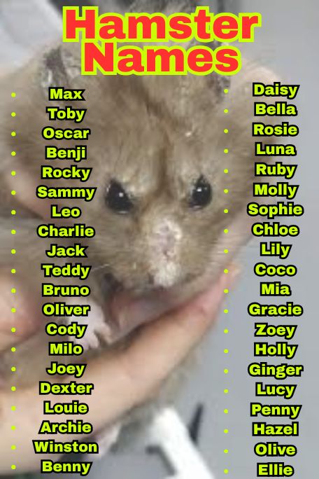 1200+ Hamster Names That Are Cute, Funny & Unique 