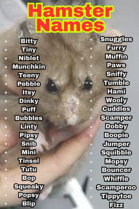 1200+ Hamster Names That Are Cute, Funny & Unique 