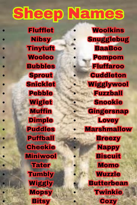1200+ Best Sheep Names, Cool & Unique