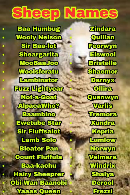 1200+ Best Sheep Names, Cool & Unique