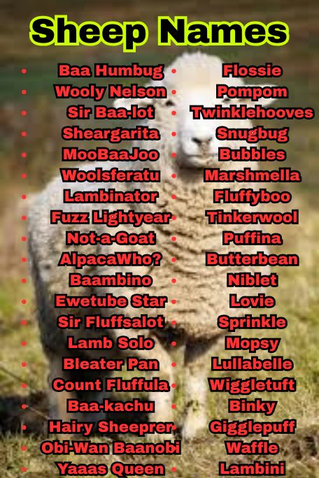 1200+ Best Sheep Names, Cool & Unique