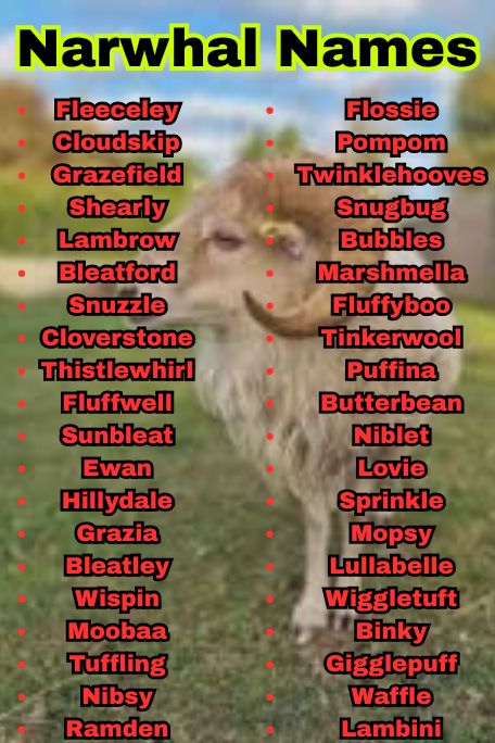 1200+ Best Sheep Names, Cool & Unique