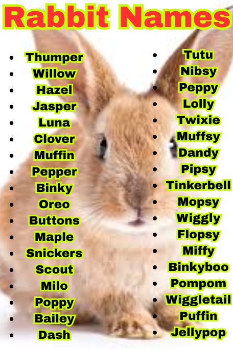 1300+ Rabbit Names: Funny, Cool & Creative Bunny