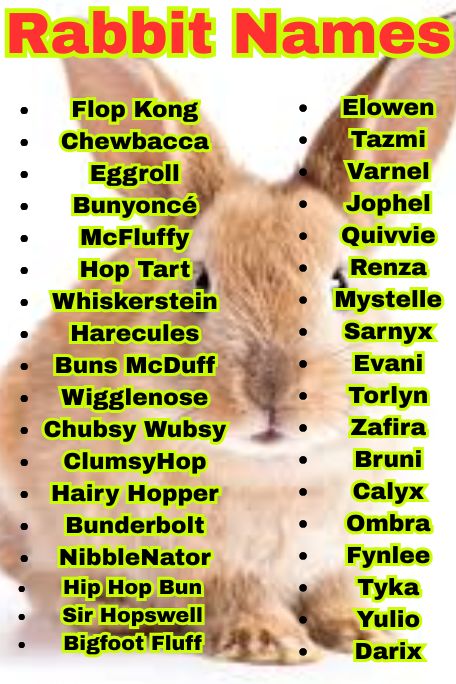 1300+ Rabbit Names: Funny, Cool & Creative Bunny