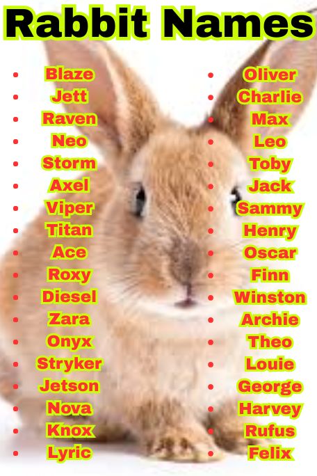 1300+ Rabbit Names: Funny, Cool & Creative Bunny