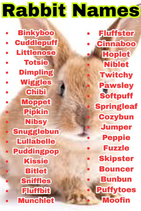 1300+ Rabbit Names: Funny, Cool & Creative Bunny