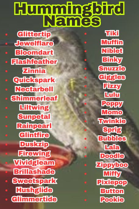1200+ Hummingbird Names: Funny, Cool & Mythical