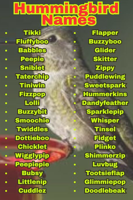 1200+ Hummingbird Names: Funny, Cool & Mythical