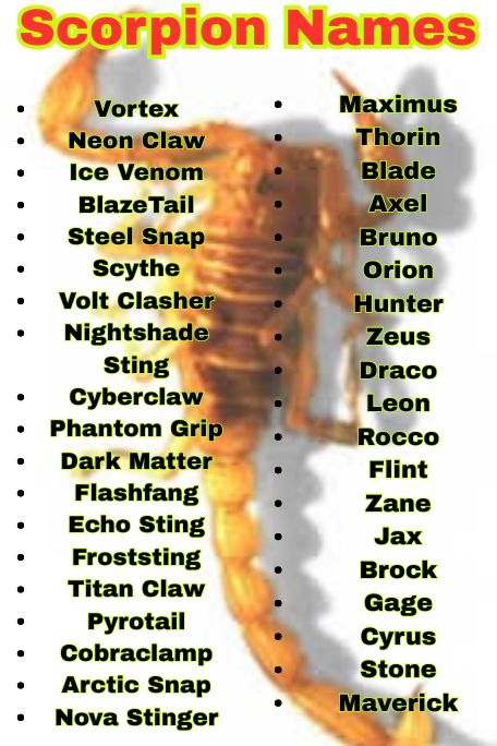 1200+ Scorpion Names for Pets, Desert Vibes & Colorful