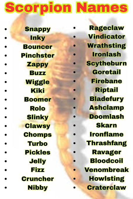 1200+ Scorpion Names for Pets, Desert Vibes & Colorful