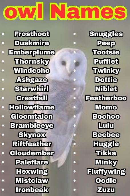 1100+ Owl Names That Are Cute, Funny & Unique Ideas