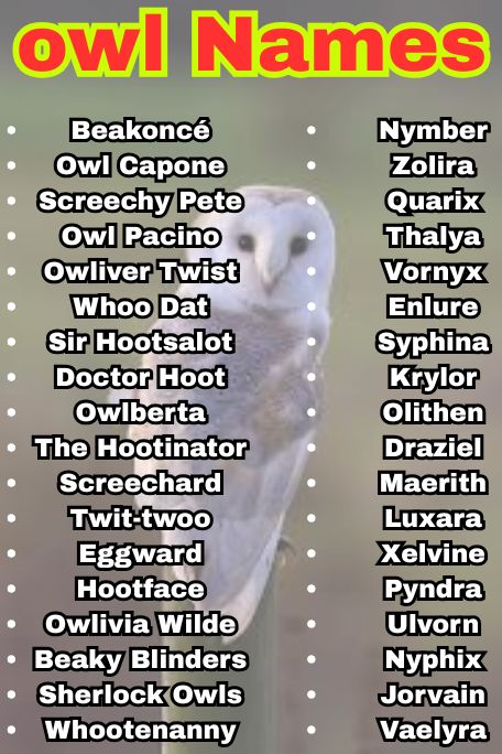 1100+ Owl Names That Are Cute, Funny & Unique Ideas