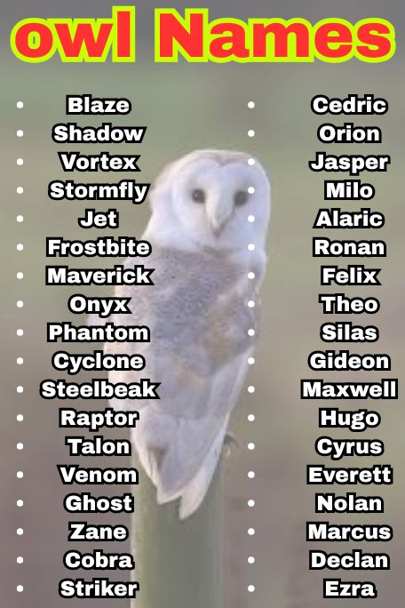 1100+ Owl Names That Are Cute, Funny & Unique Ideas