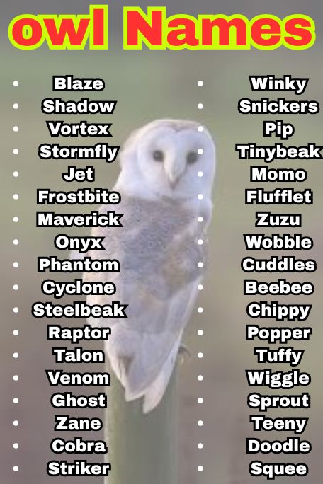 1100+ Owl Names That Are Cute, Funny & Unique Ideas